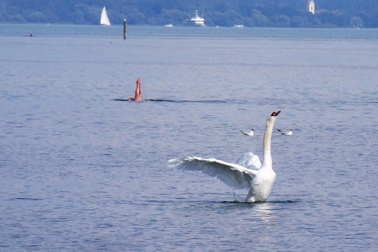 Gaestehaus Zum Landesteg Immenstaad am Bodensee Extérieur photo